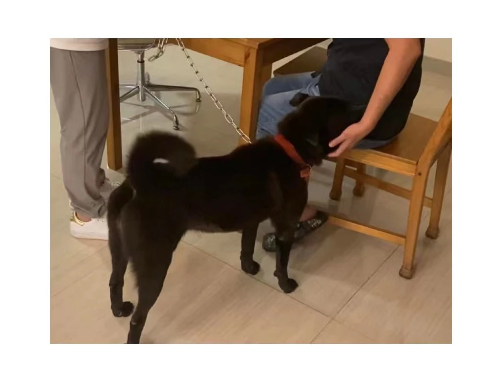 Pet-Knots-NGO-Moments_寵諾時刻_黑妹06
